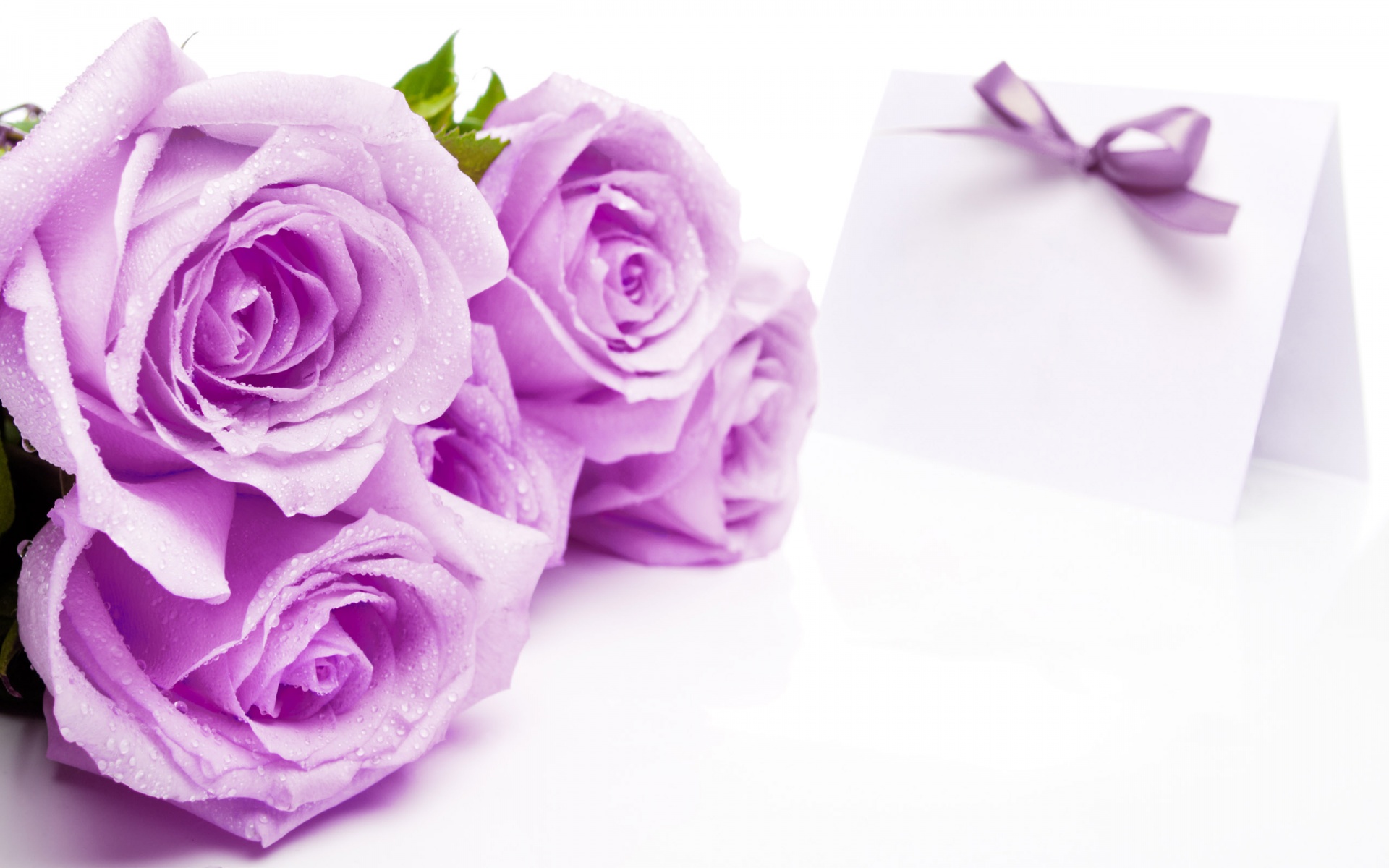 Lilac Roses Wallpaper in 1920x1200 Widescreen