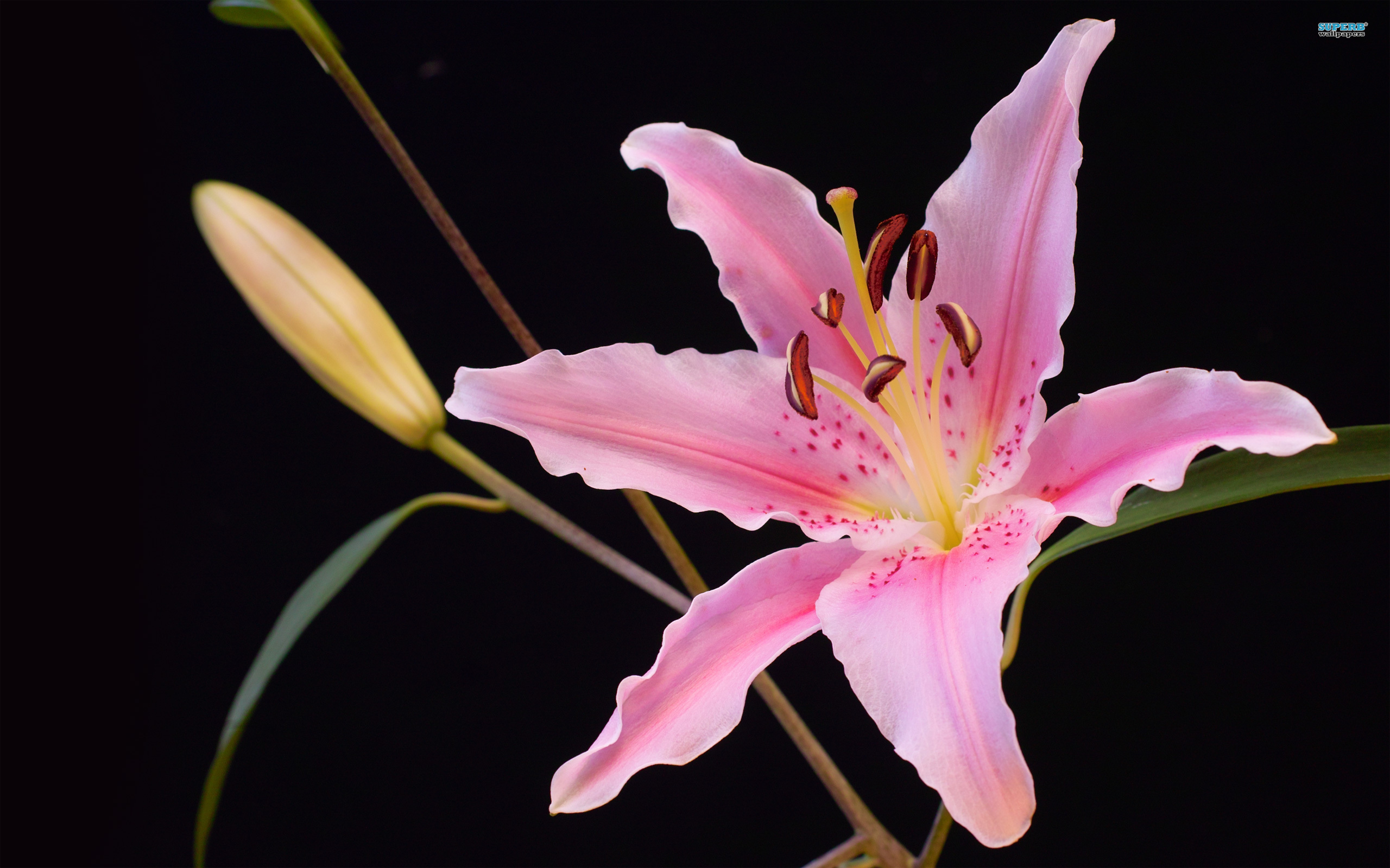 Lily Flower Images 32 HD Wallpapers