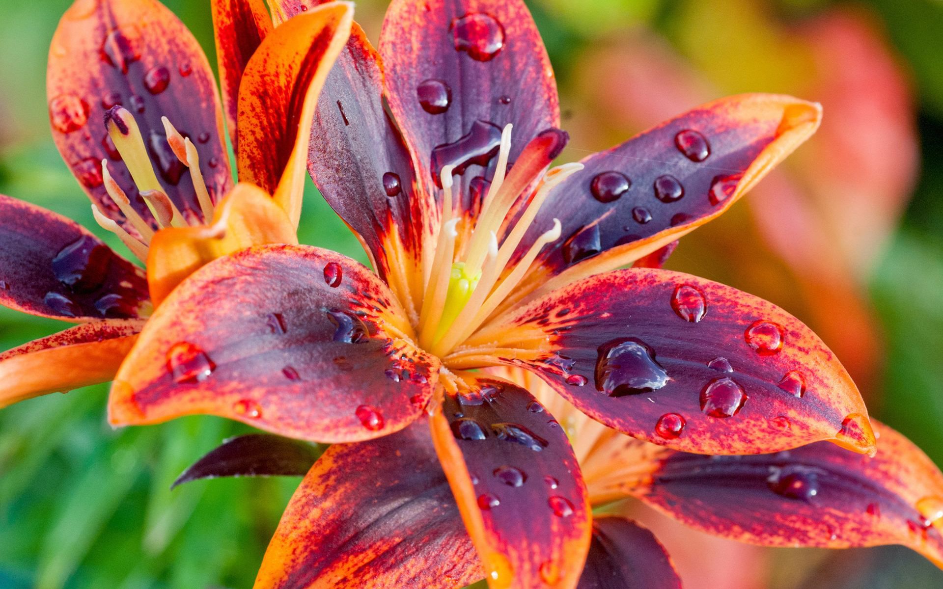 Download the following Gorgeous Lily Flower Wallpaper 1565 by clicking the button positioned underneath the "Download Wallpaper" section.