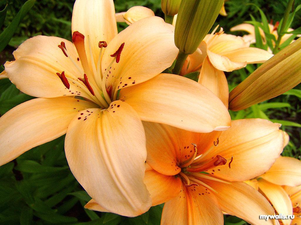 Lily Flowers 7 HD Images Wallpapers
