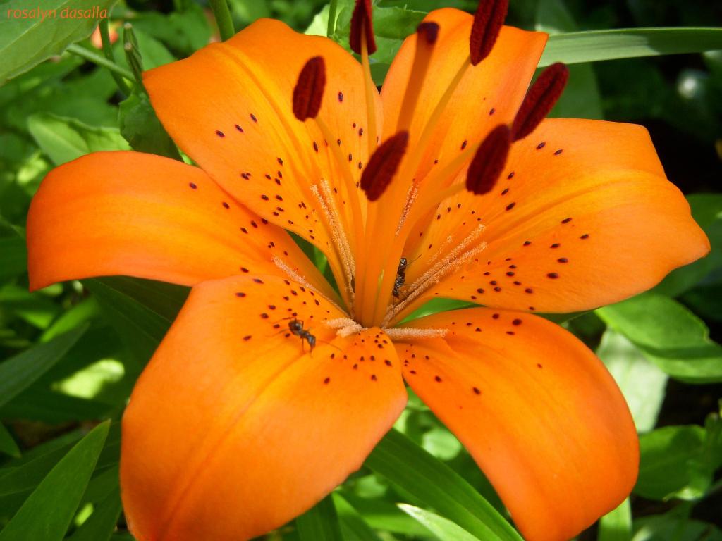 Lily Flowers 9 HD Images Wallpapers