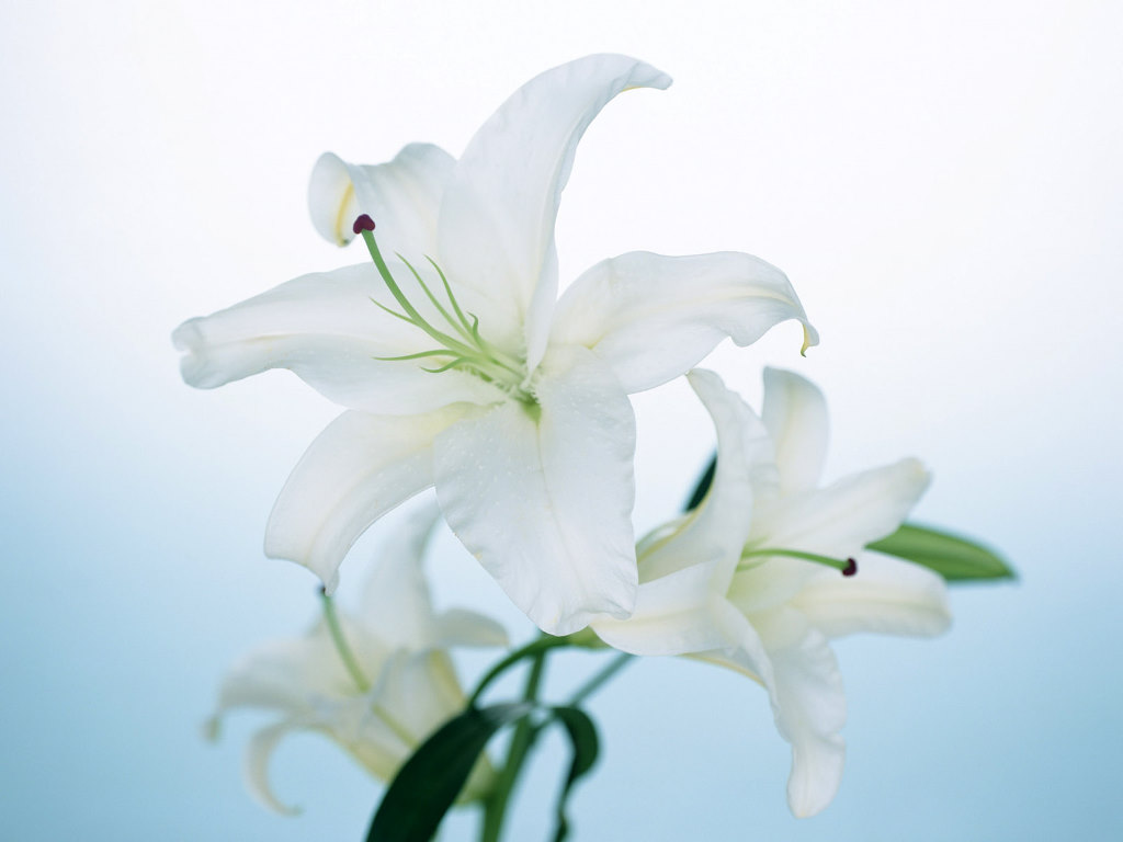 Lily Flowers Background