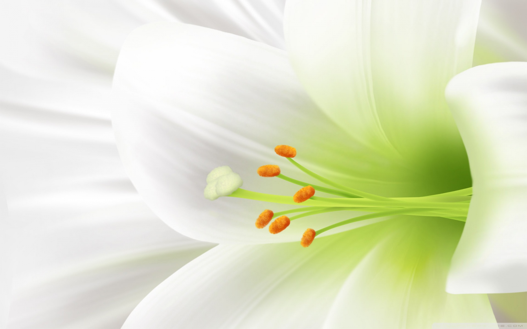 Lily Flowers Wallpaper