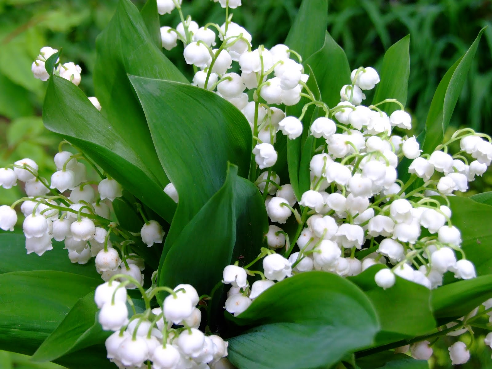 When it comes to seasonal scents, for many people “spring” can be summed up by one flower: lily of the valley. This dainty blossom has an appearance and ...