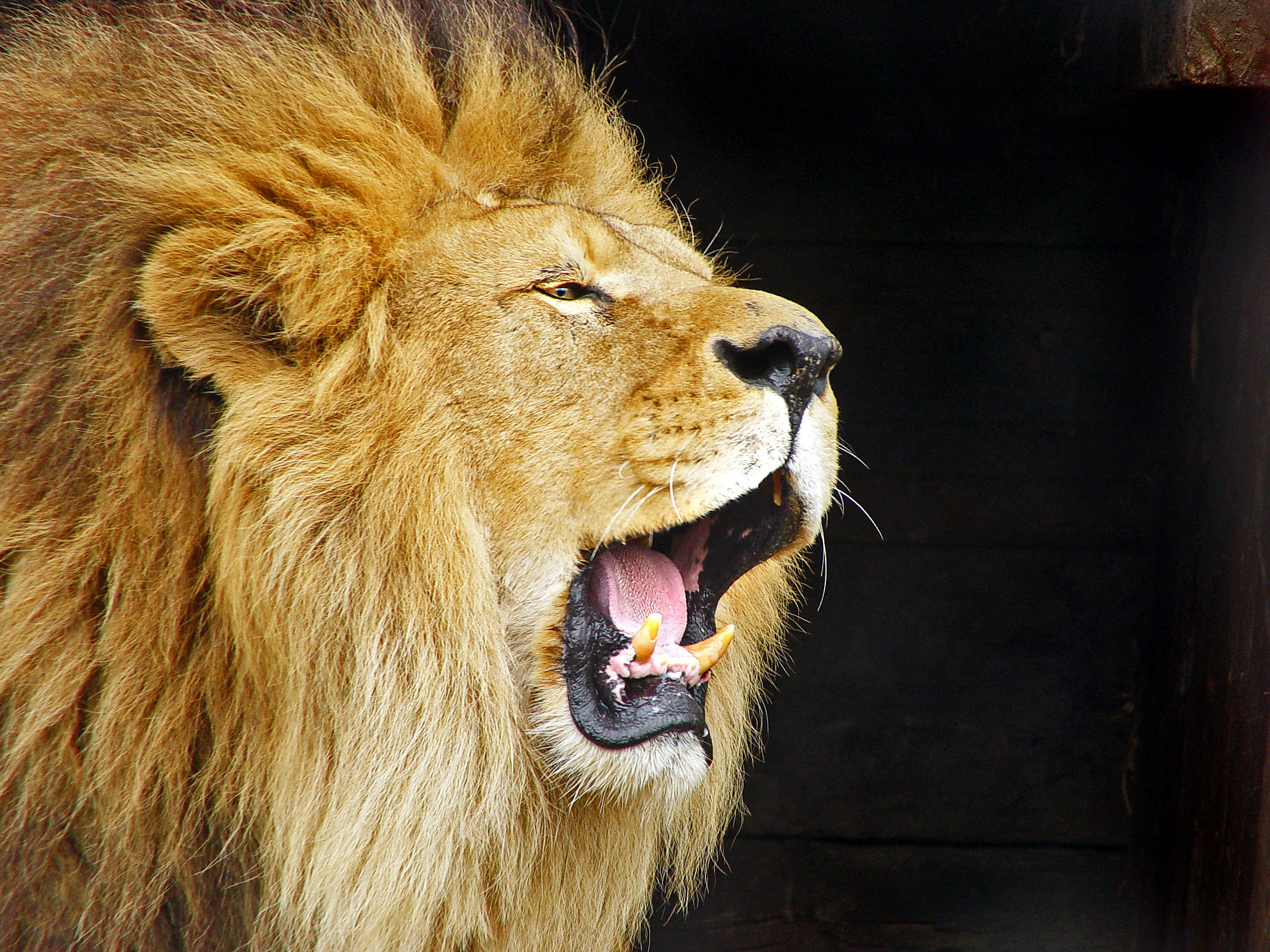 File:Roaring Lion Travis Jervey.jpg