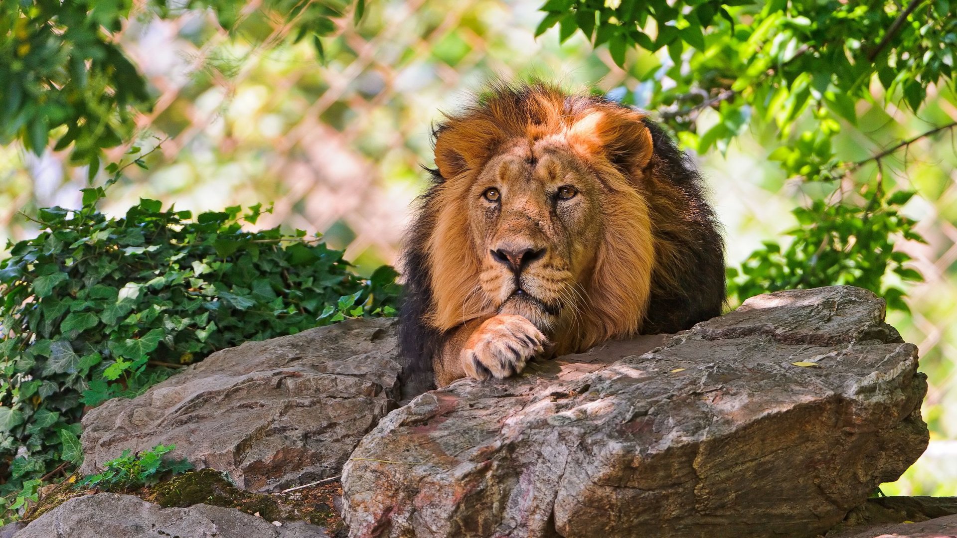Lion Resting Wallpaper