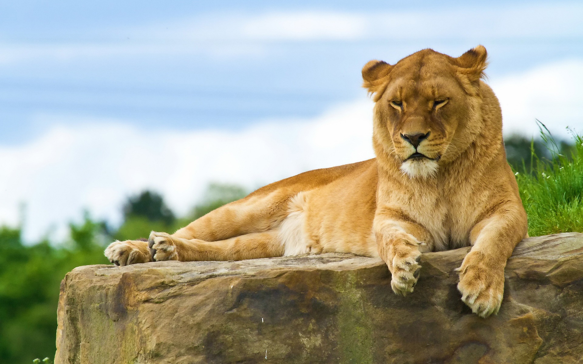 Lion sit Rock