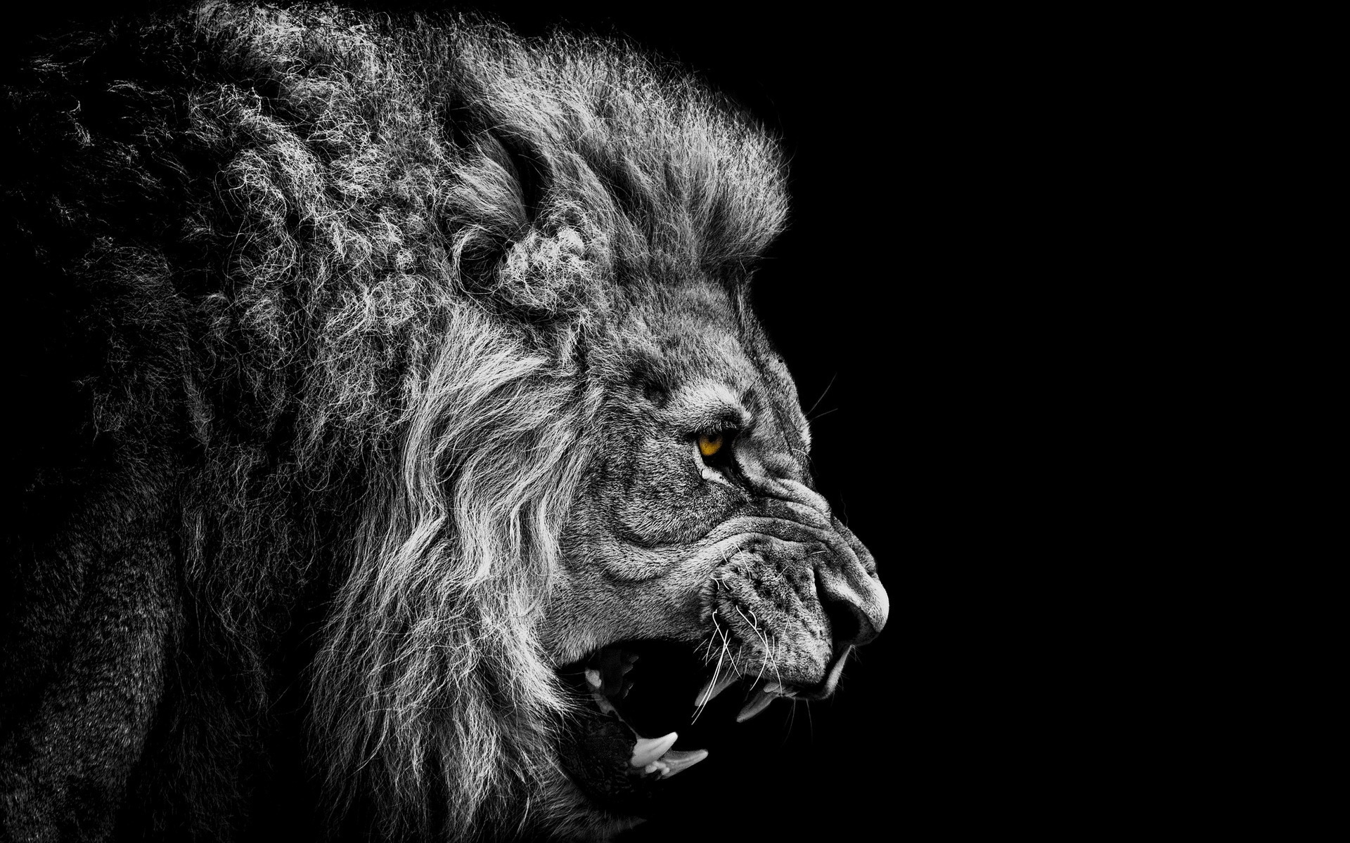 HD Wallpaper | Background ID:282184. 1920x1200 Animal Lion