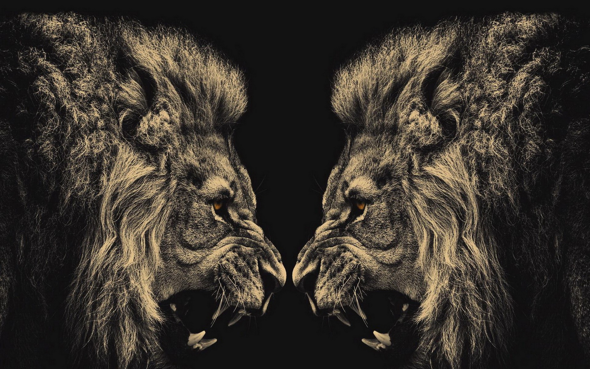 HD Wallpaper | Background ID:413249. 1920x1200 Animal Lion