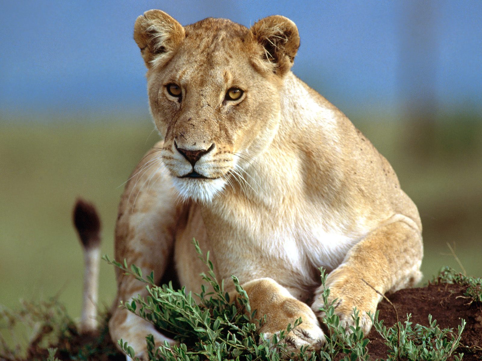 Lioness · Lioness · Lioness Background ...