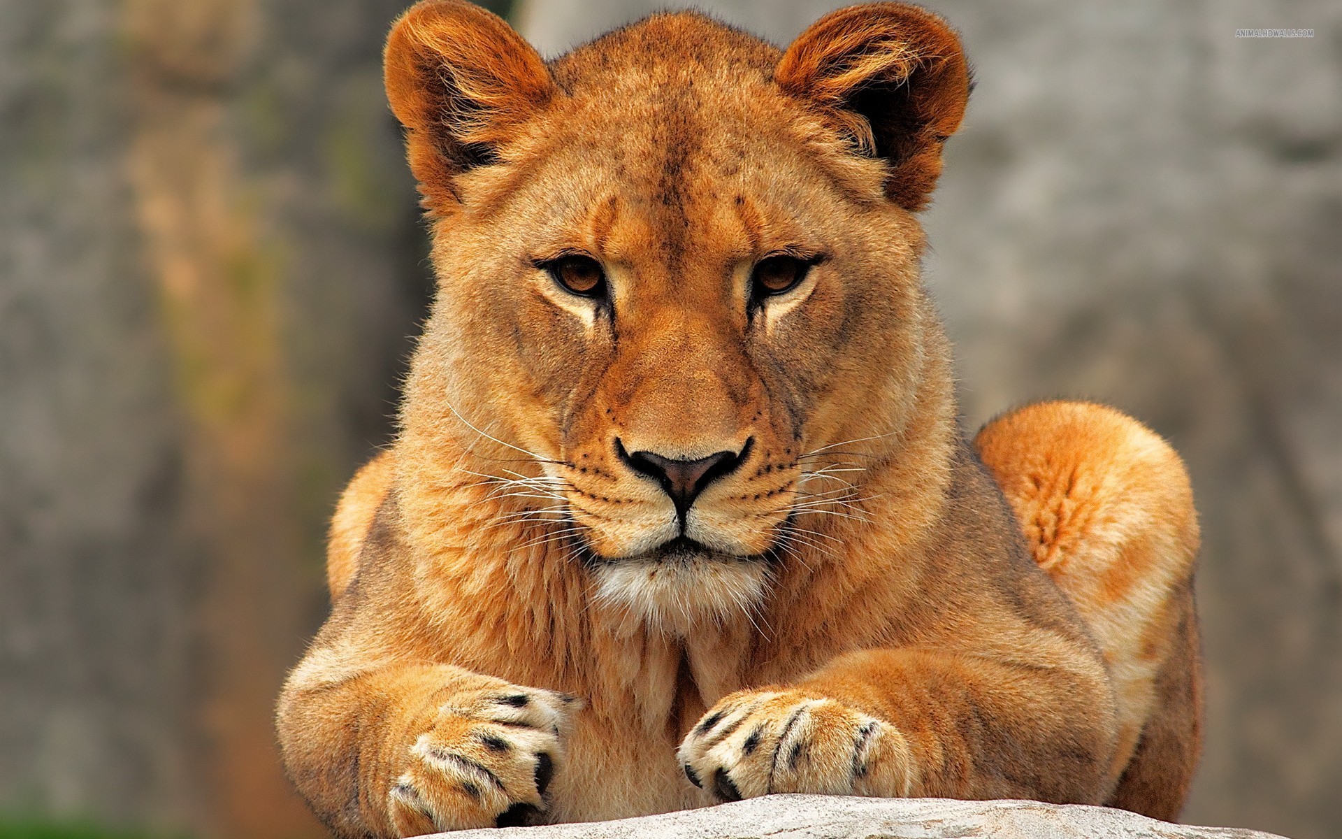 lioness, wallpapers, lion Lioness Wallpapers - Full HD wallpaper search