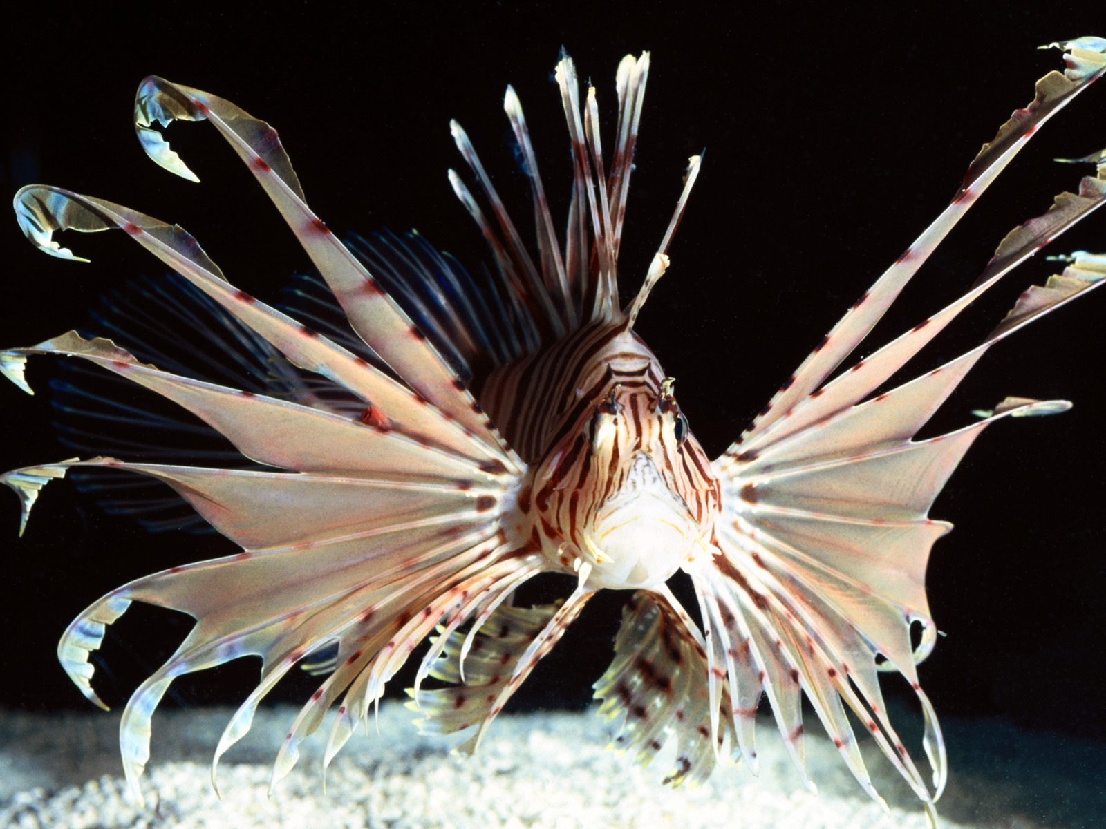 Red Lionfish photo