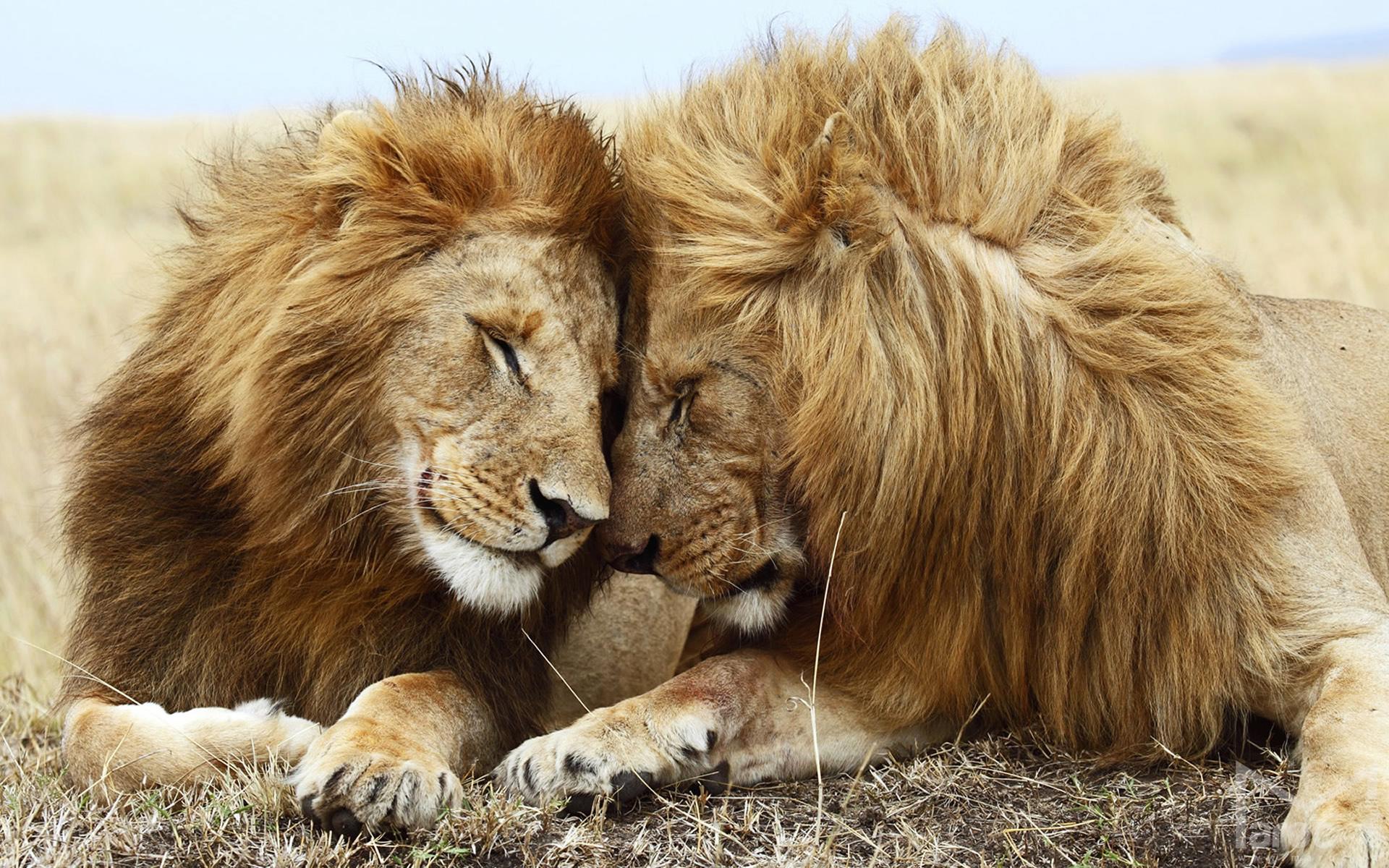 Lions Cuddle