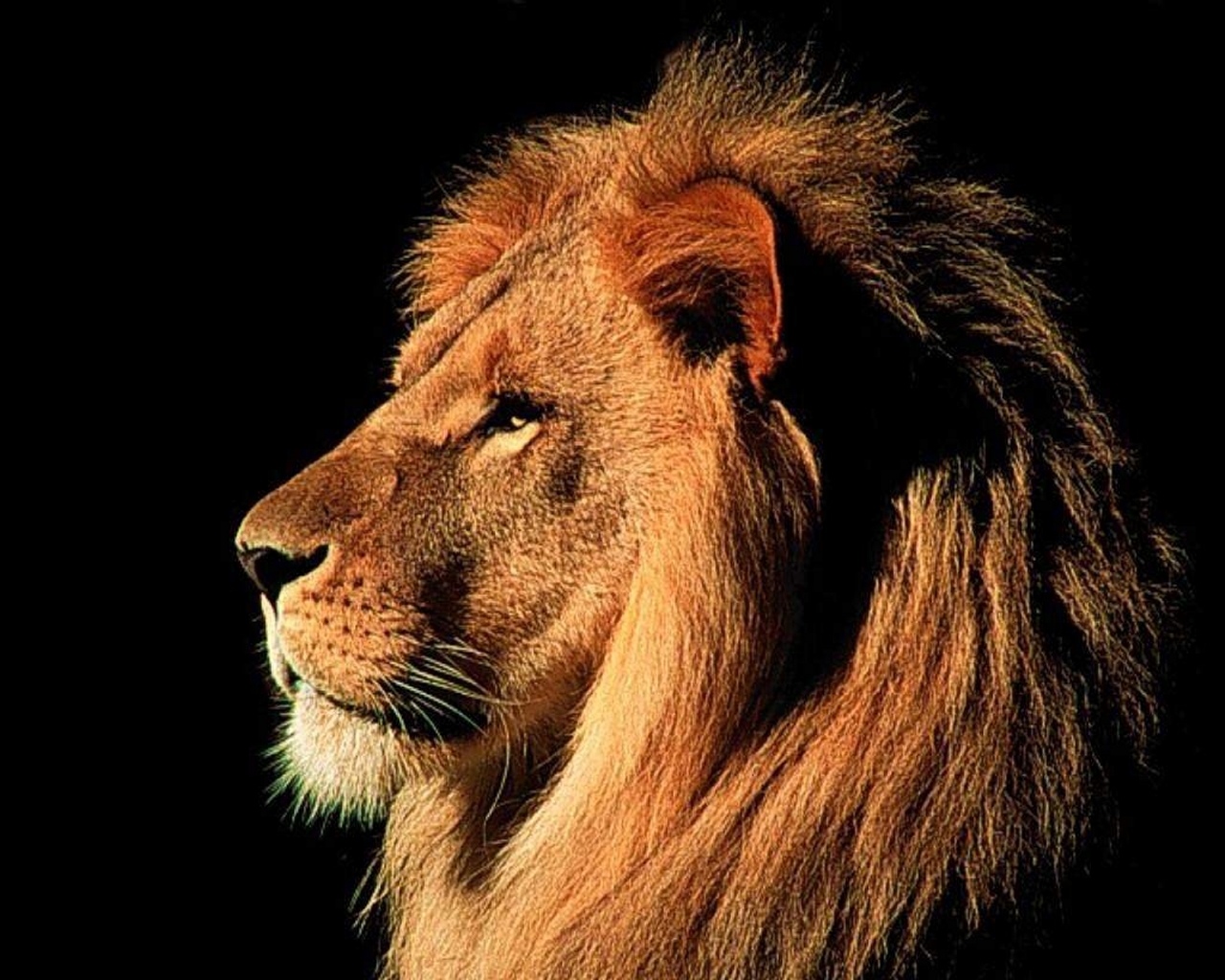 Lions Wallpaper