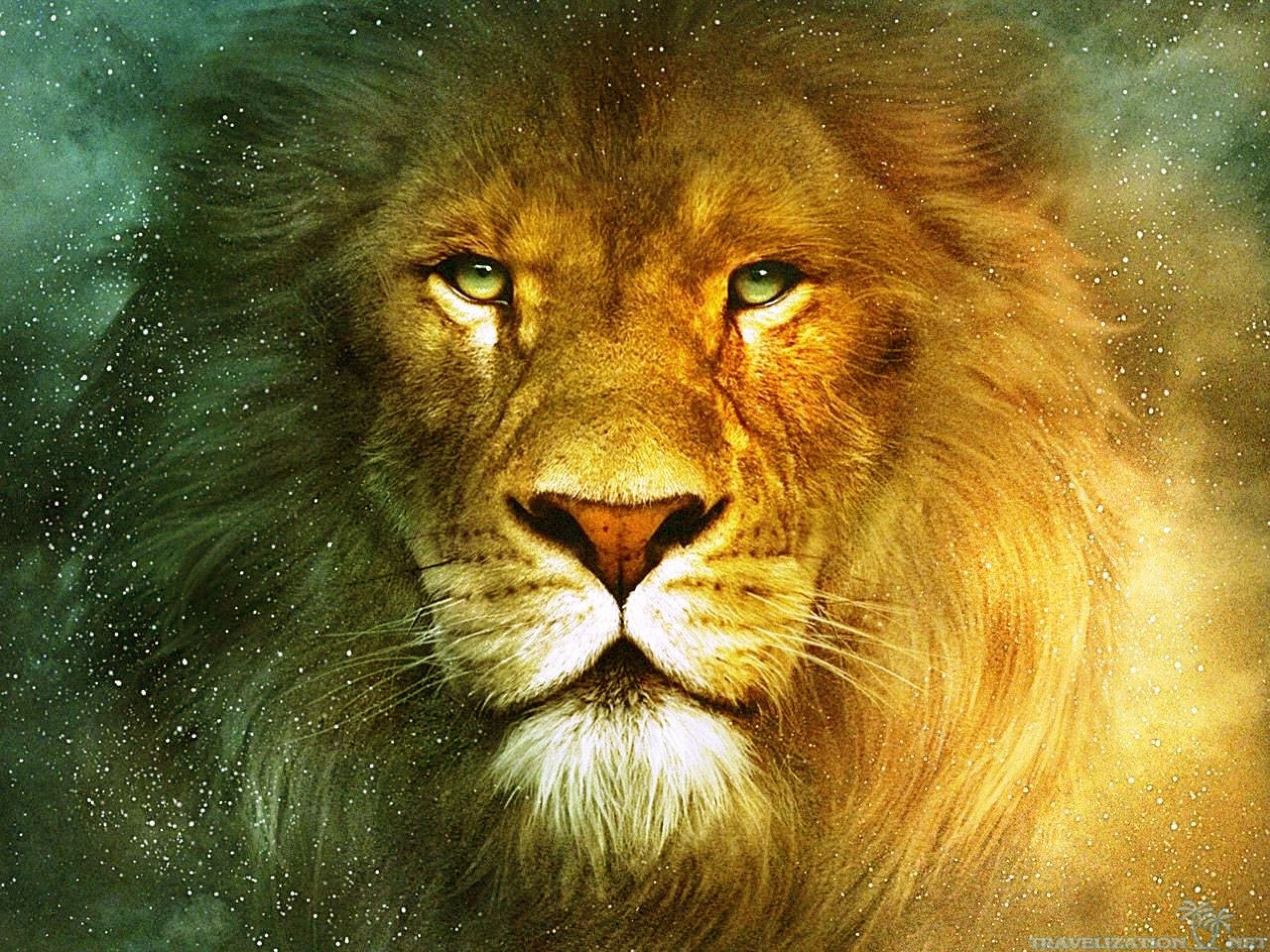Beautiful Lions Desktop Wallpaper