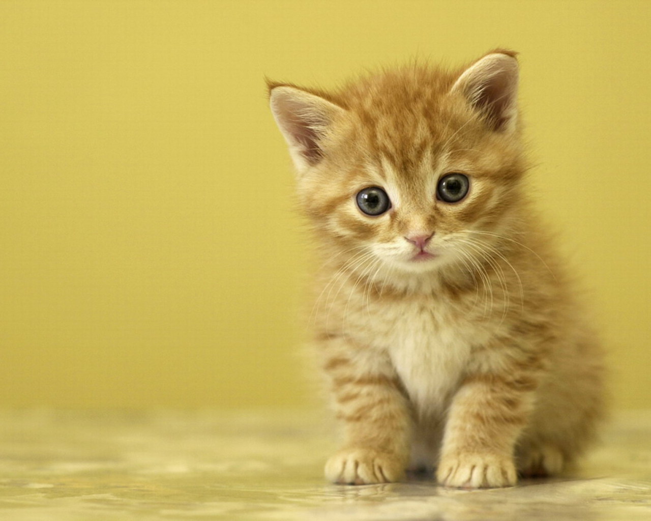 Little cute kitten
