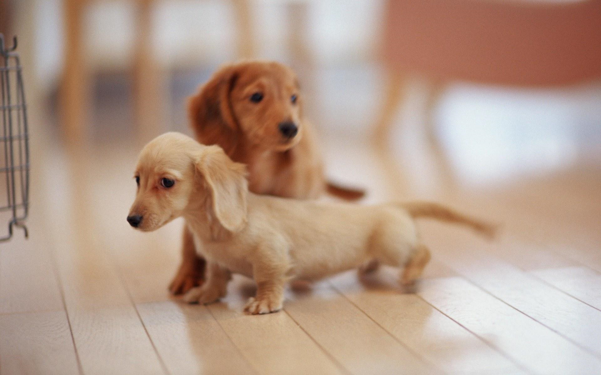 Little Dogs Free Wallpaper Images