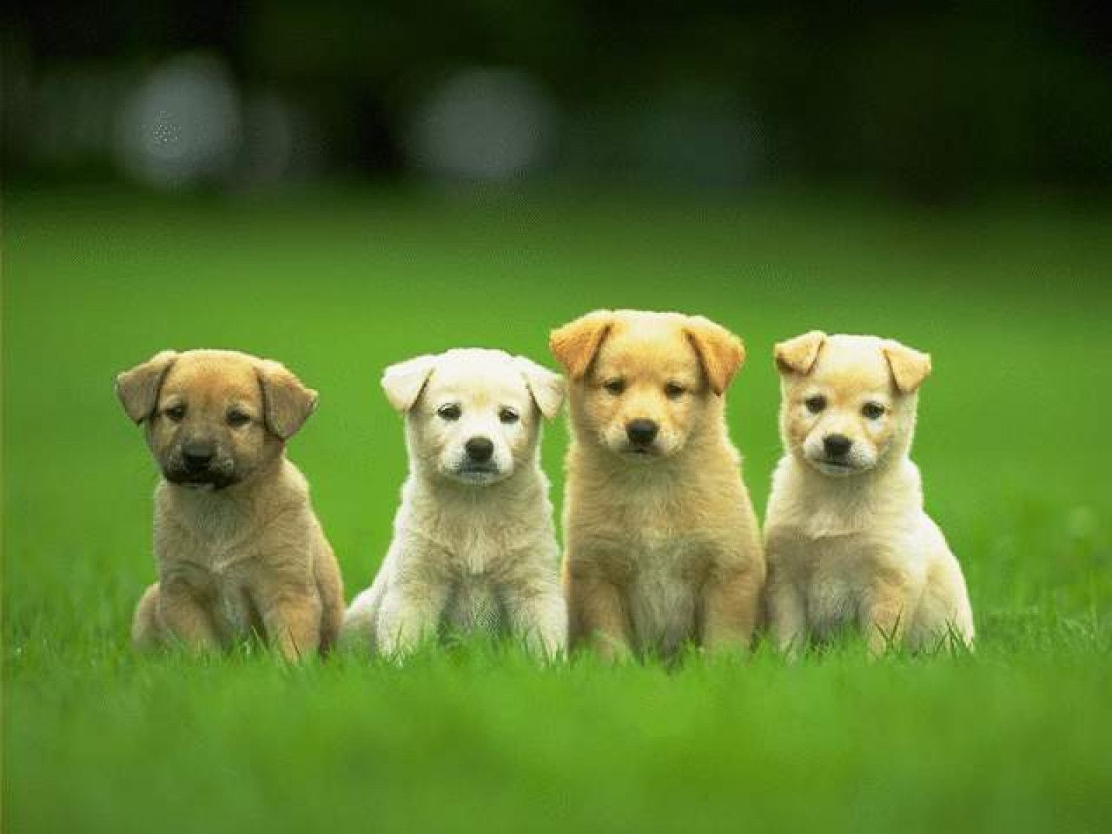 Desktop pictures of cute little dogs wallpaper