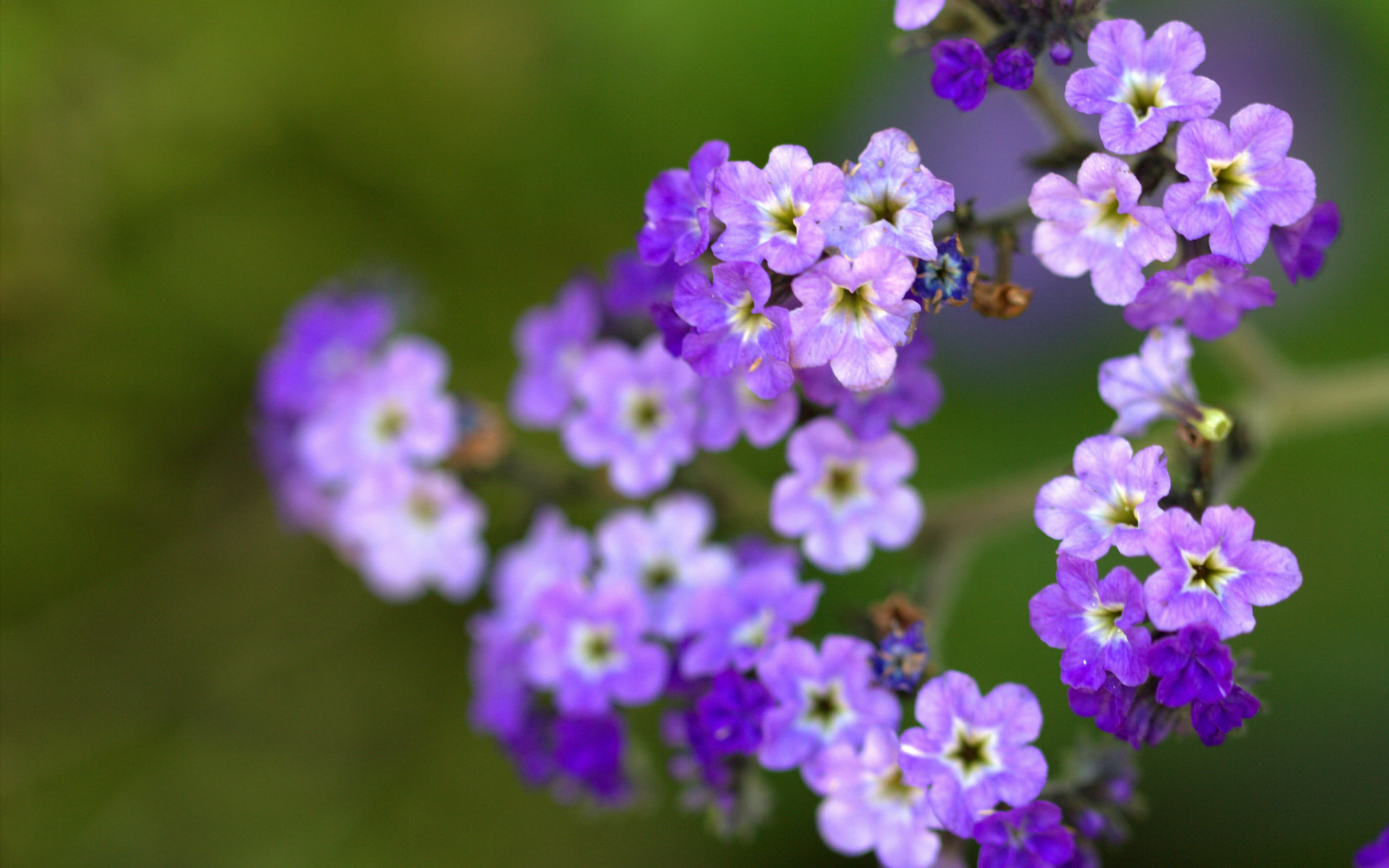 Little Purple Flowers Closeup