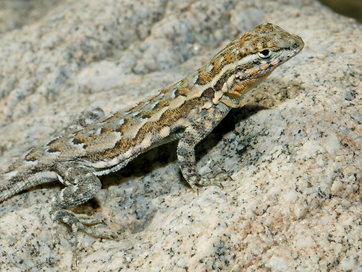 side-blotched lizard