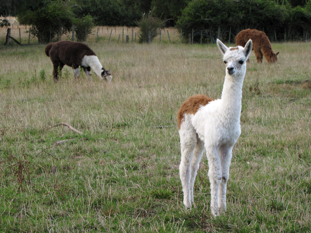 Baby Llama by VapourNZ ...