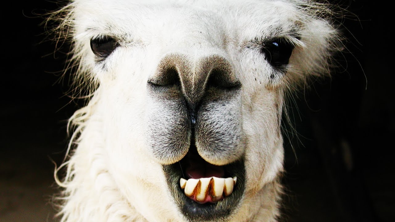 LLAMA IN YOUR FACE!!! - The Game