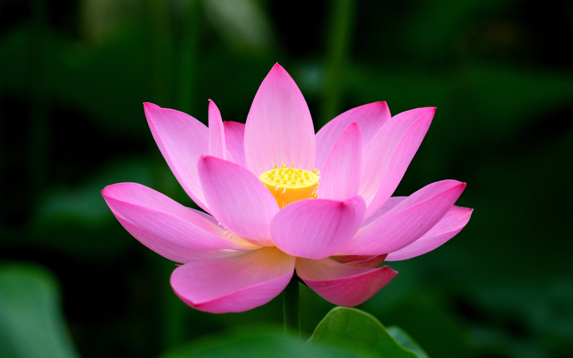 The lotus is a spiritual symbol in many religions and cultures, and some of its meanings signify spiritual development, creation, purity and rebirth.