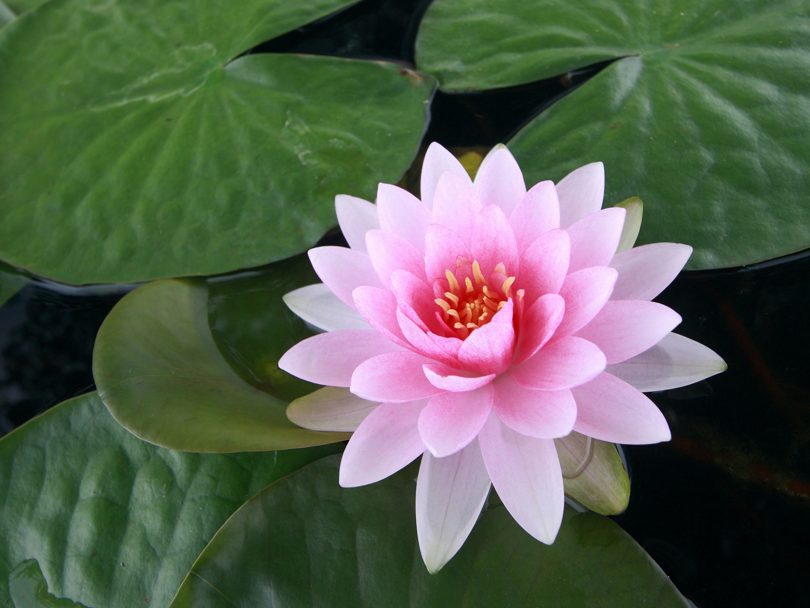 pinkish white lotus flower photo