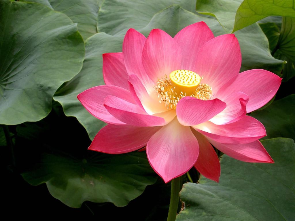 lotus flower high definition wallpapers beautiful desktop background photographs widescreen