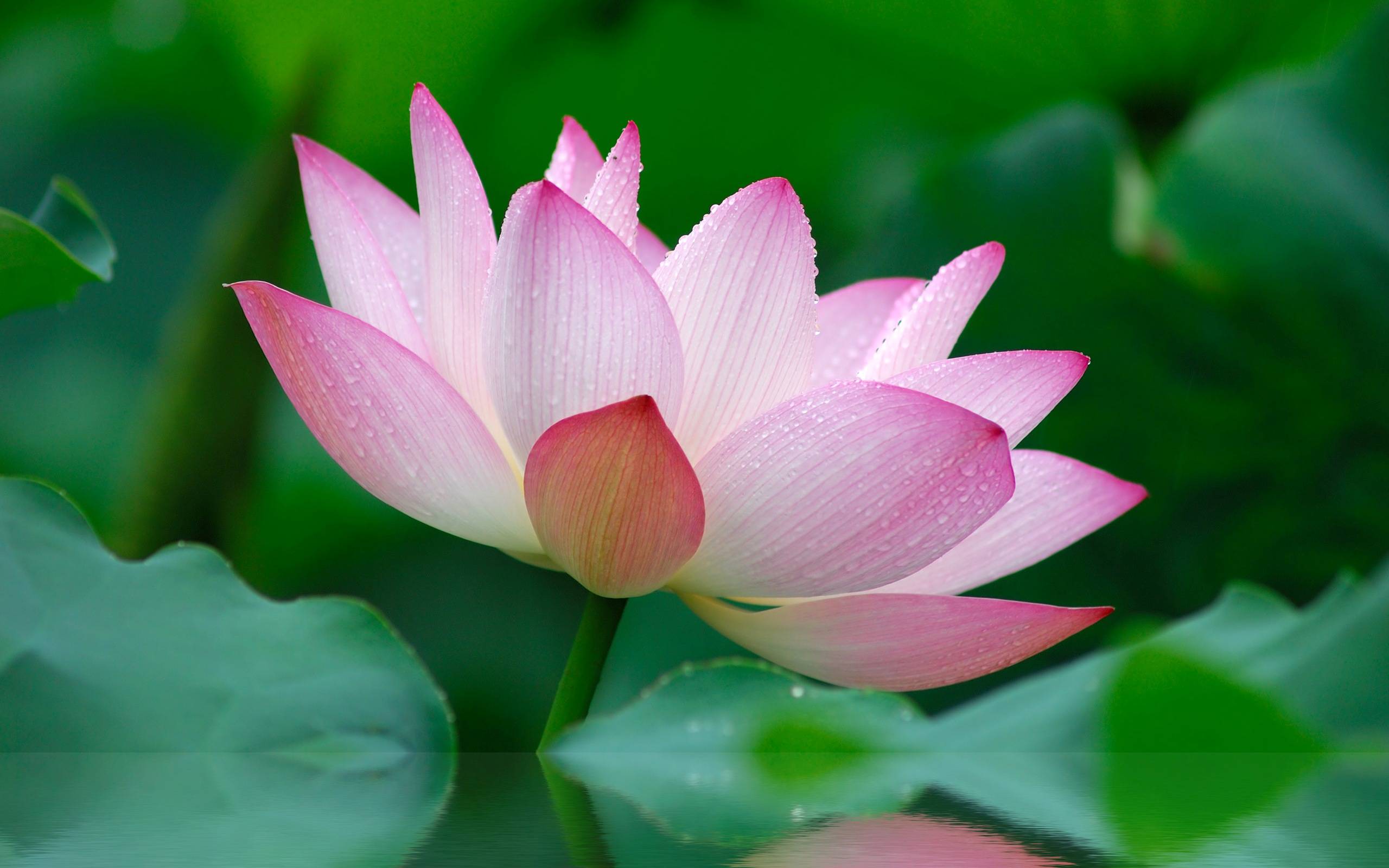 169103 Pink Lotus Flower Wallpaper Hd free backgrounds picture