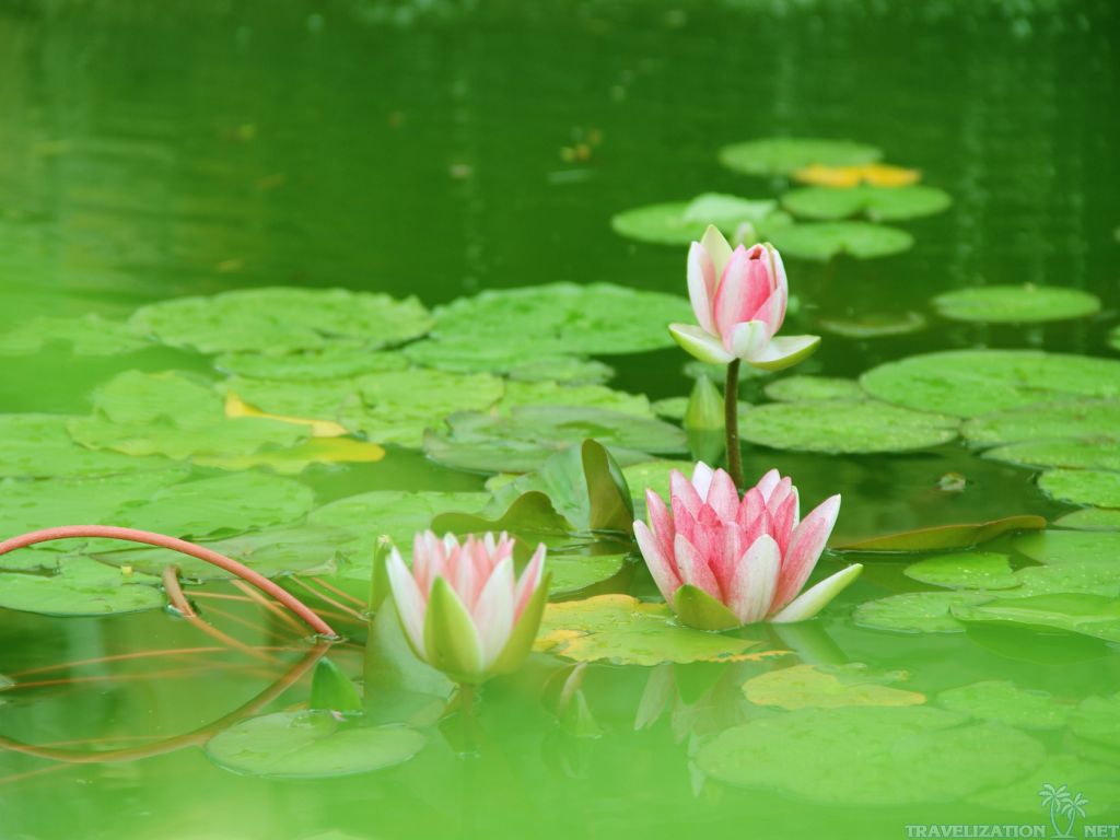 You can find Lotus Flower Wallpapers in many resolution such as 1024×768, ...