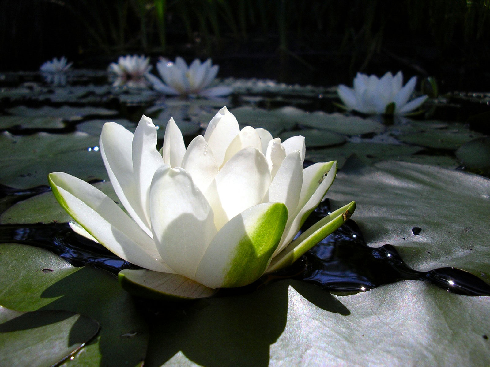 lotus flower high resolution wallpapers best desktop background pictures widescreen