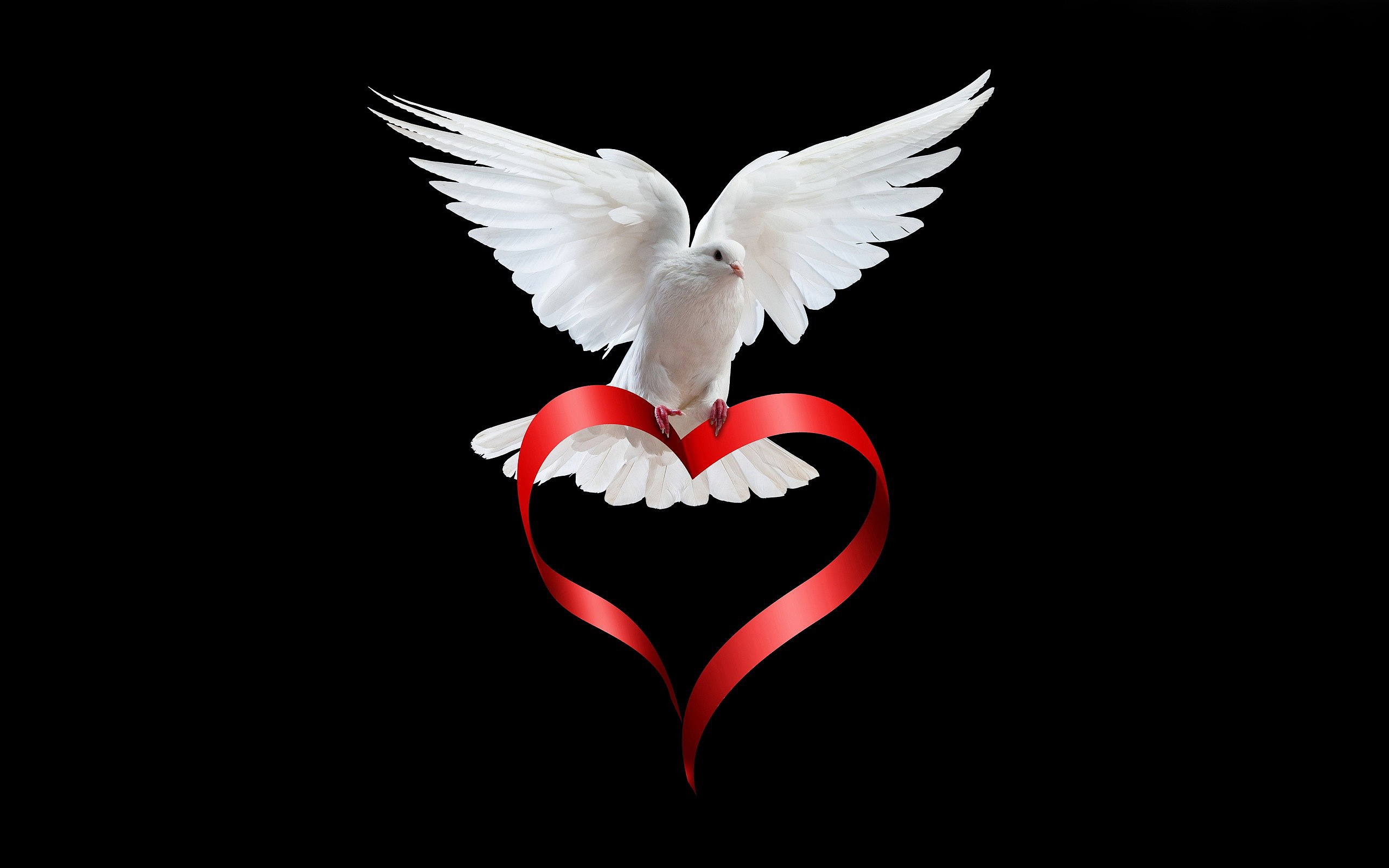 Love white Dove