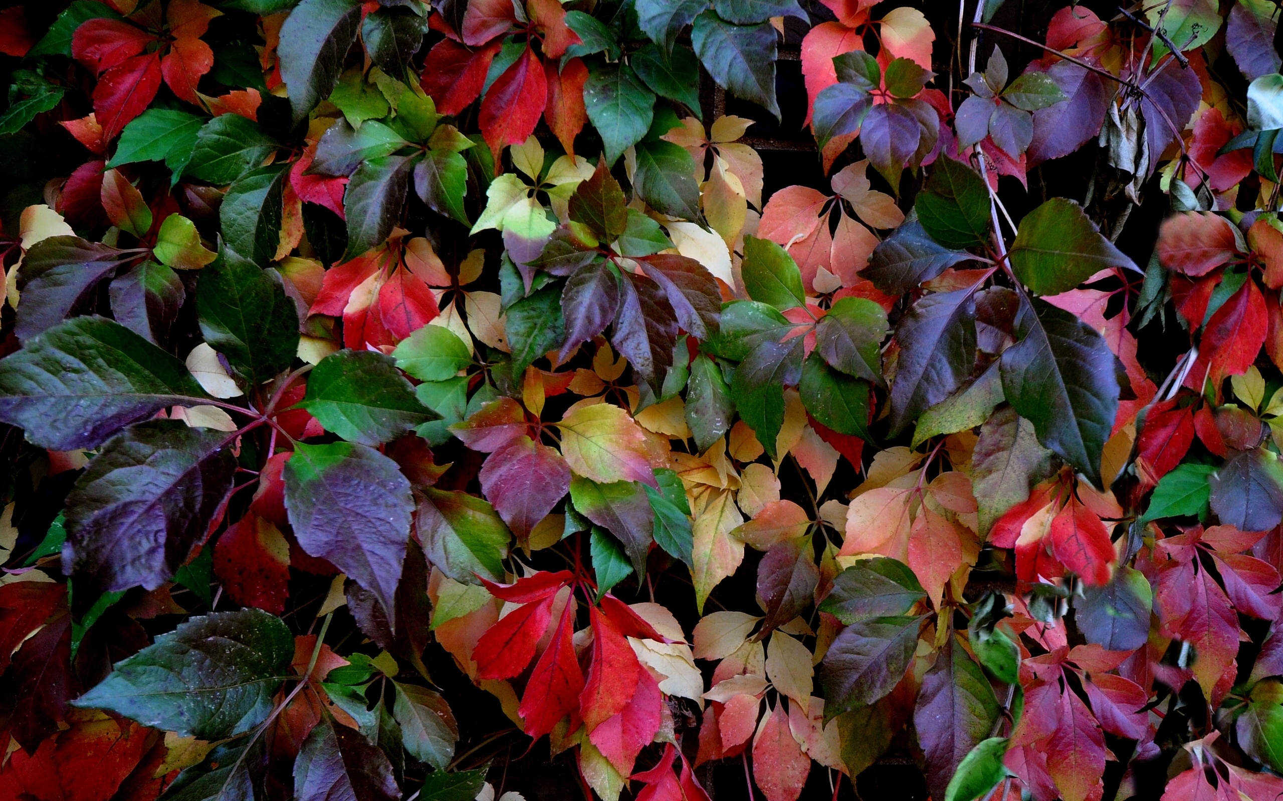 Lovely Colorful Leaves