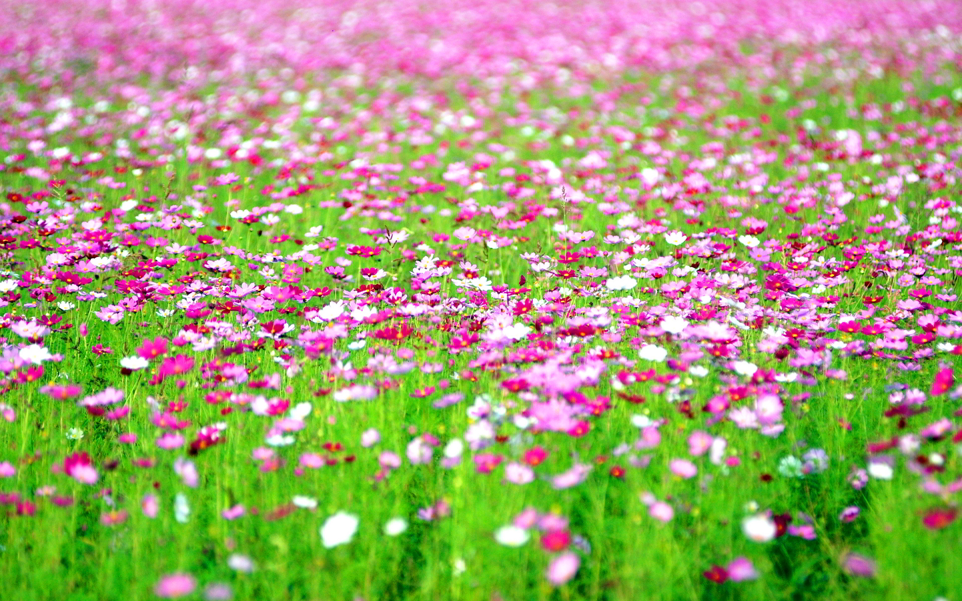 Lovely Flower Field Wallpaper