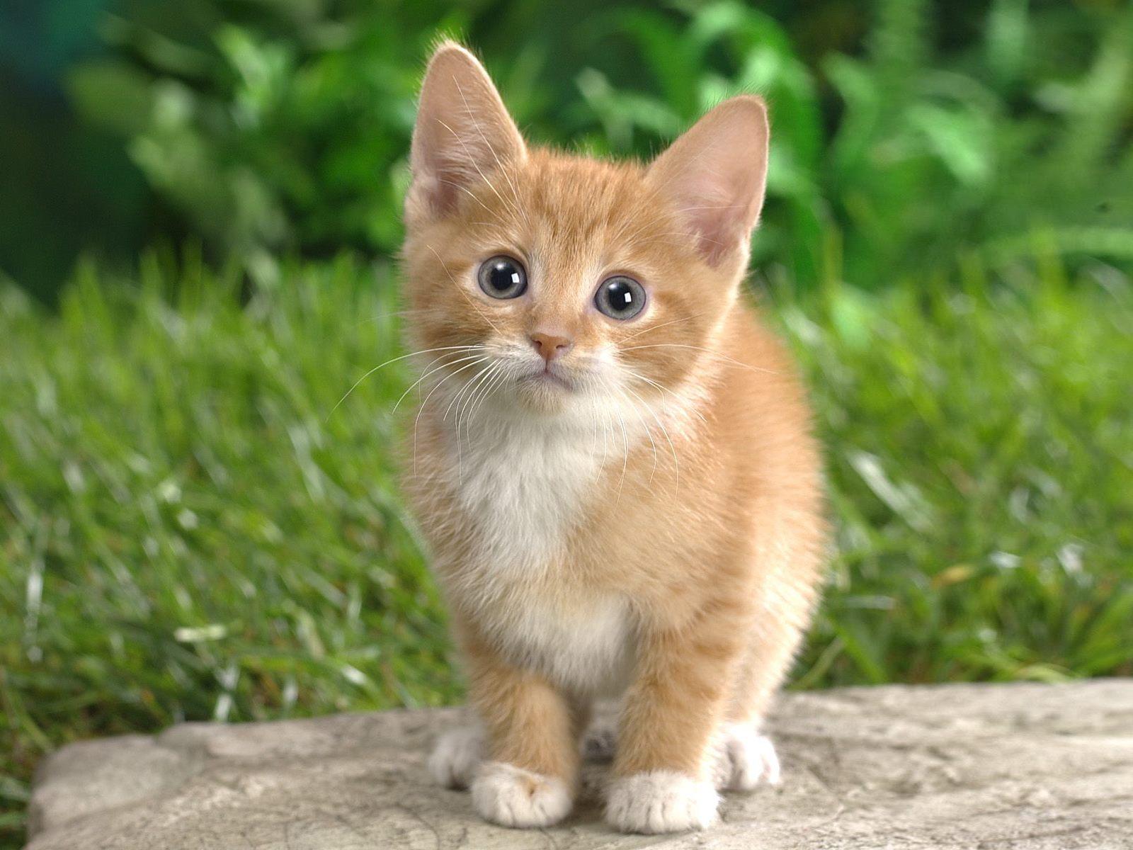 Lovely kitten picture