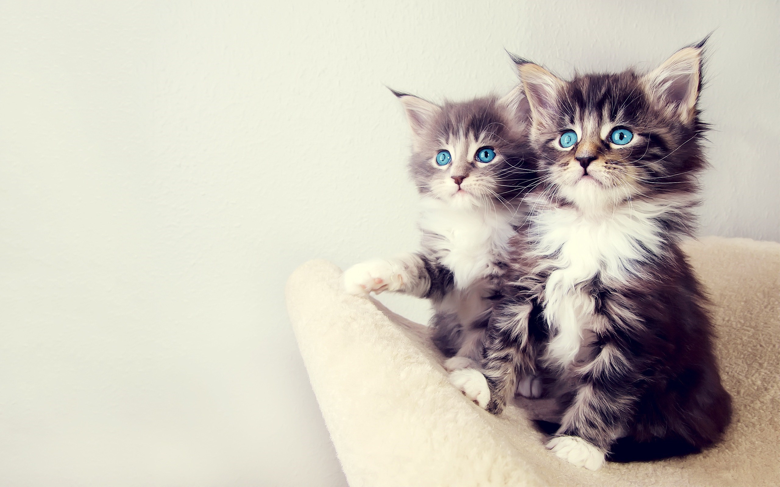 Lovely Kittens Blue Eyes Photo