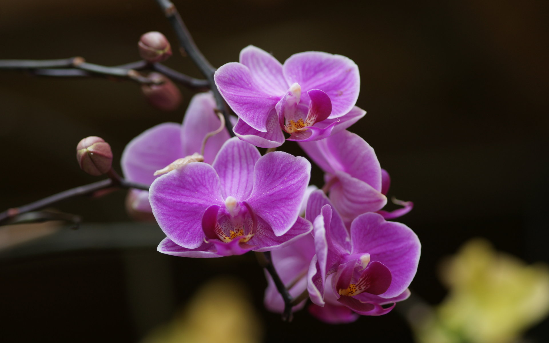 Lovely Orchid Wallpaper
