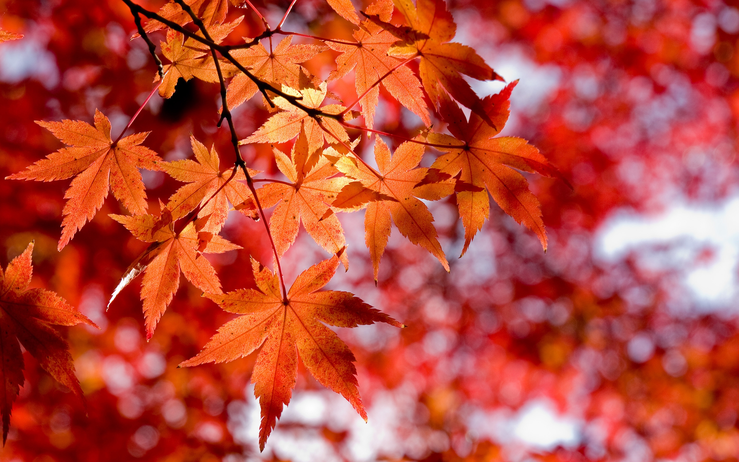 Lovely Red Leaves Wallpaper