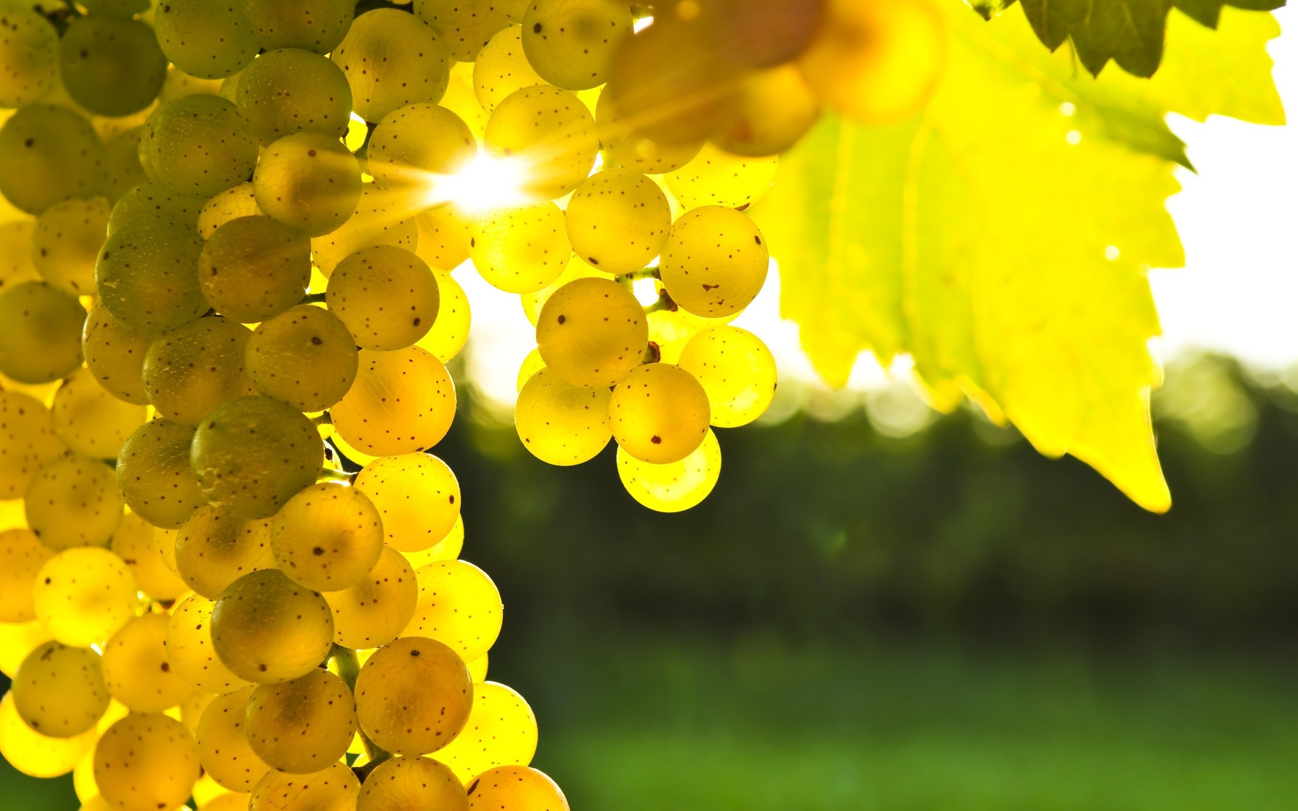 yellow grapes sunlight wide hd wallpaper is a lovely background.