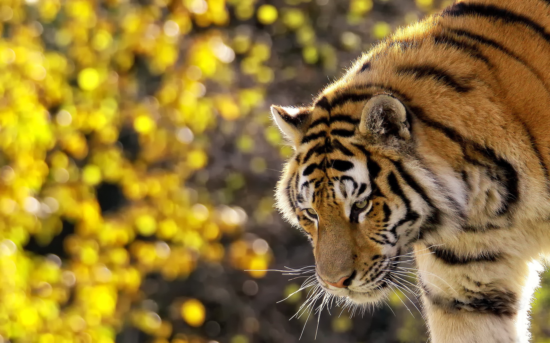 Lovely tiger