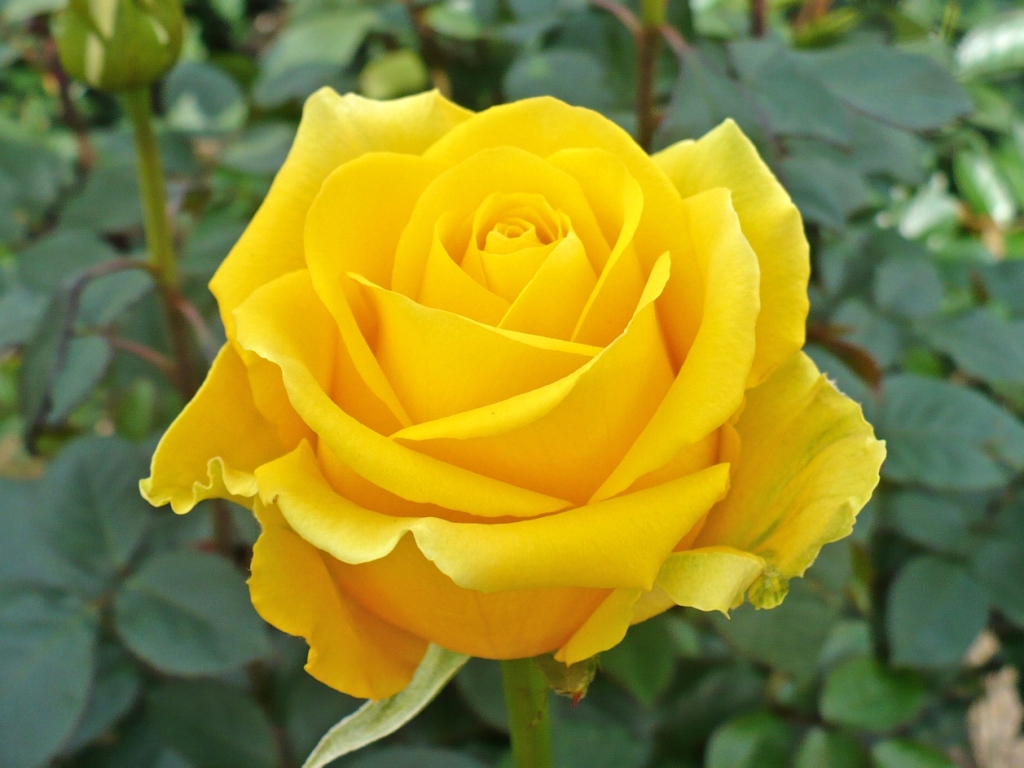 Lovely Yellow Roses