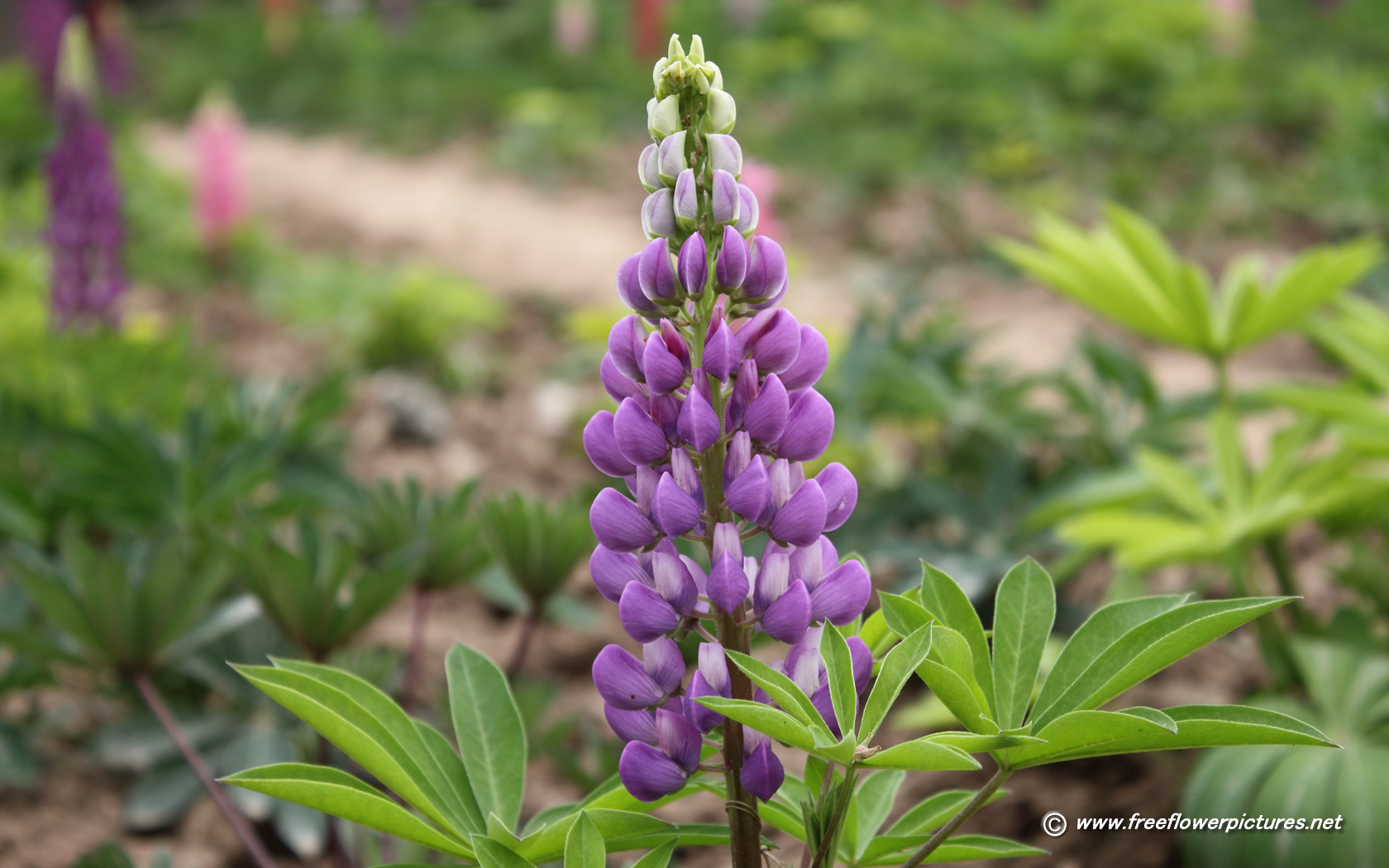 Lupine flower; Lupin; Lupin flower; Purple lupine flower