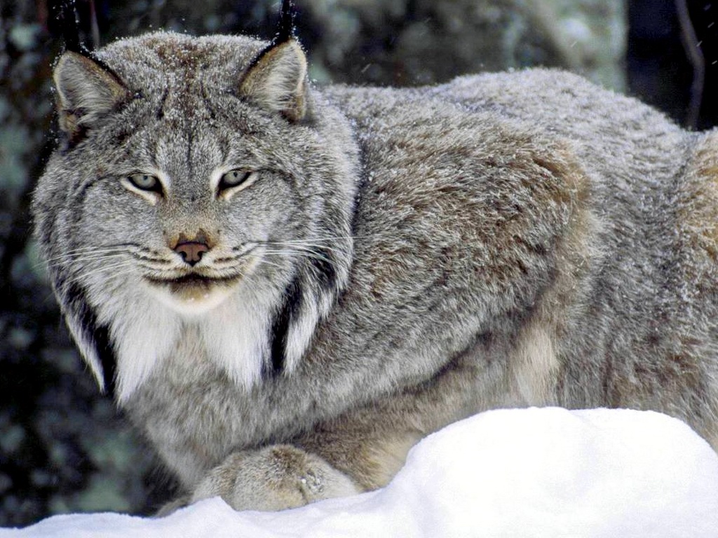 Lynx snow wallpaper