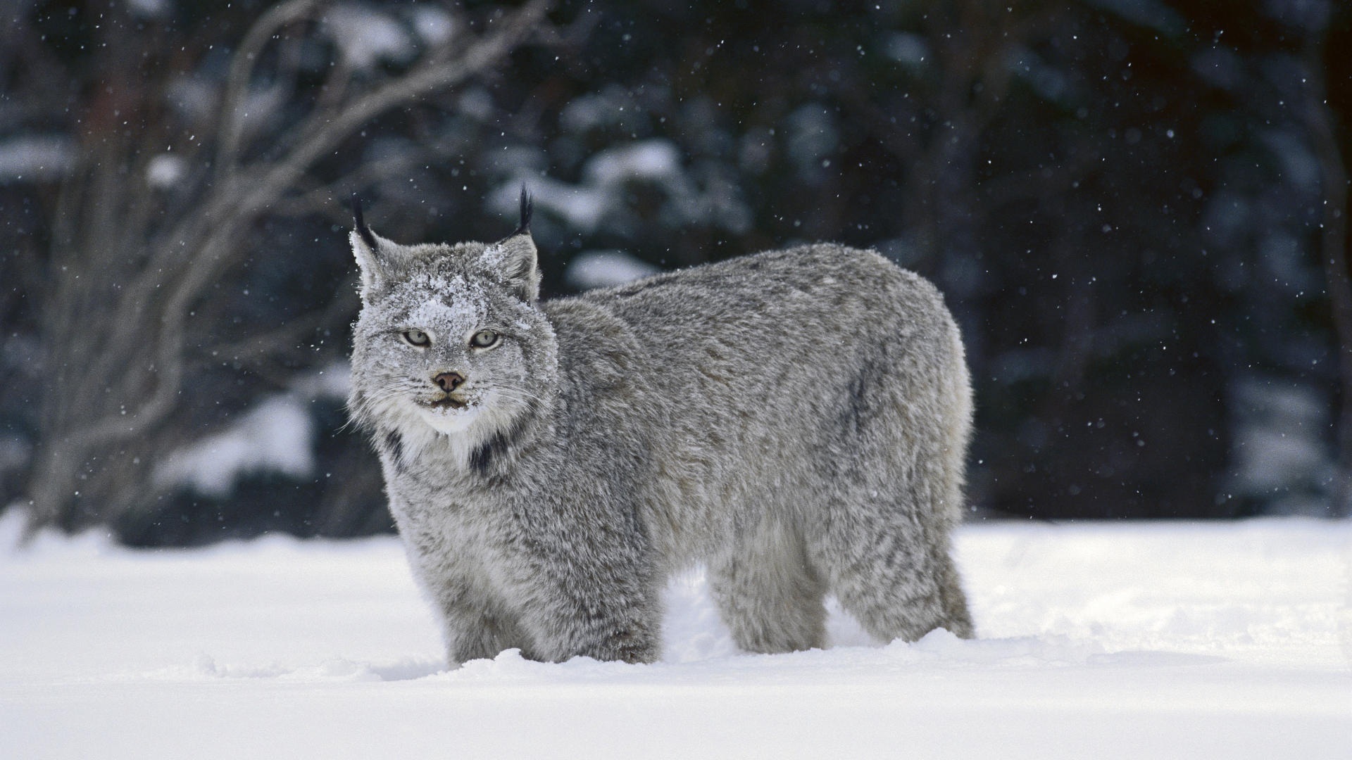 View and Download Canadian Lynx Wallpaper ...