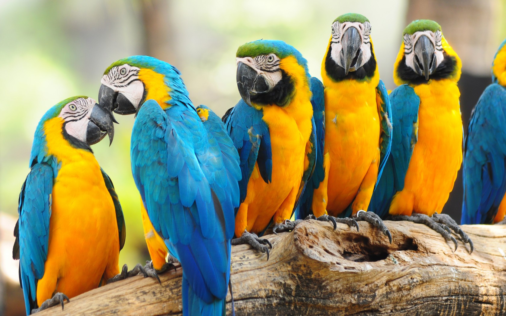 Macaw Parrot<br ...