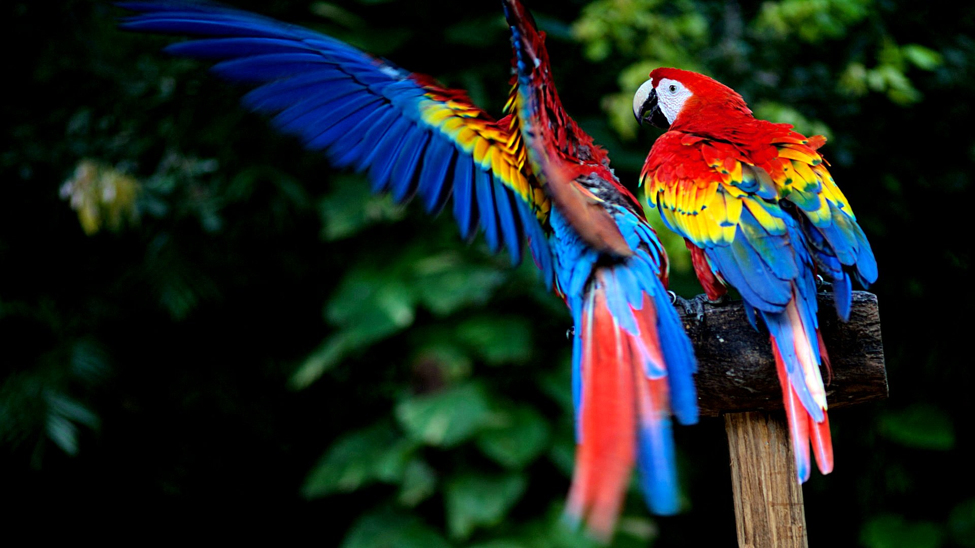 Macaw Background
