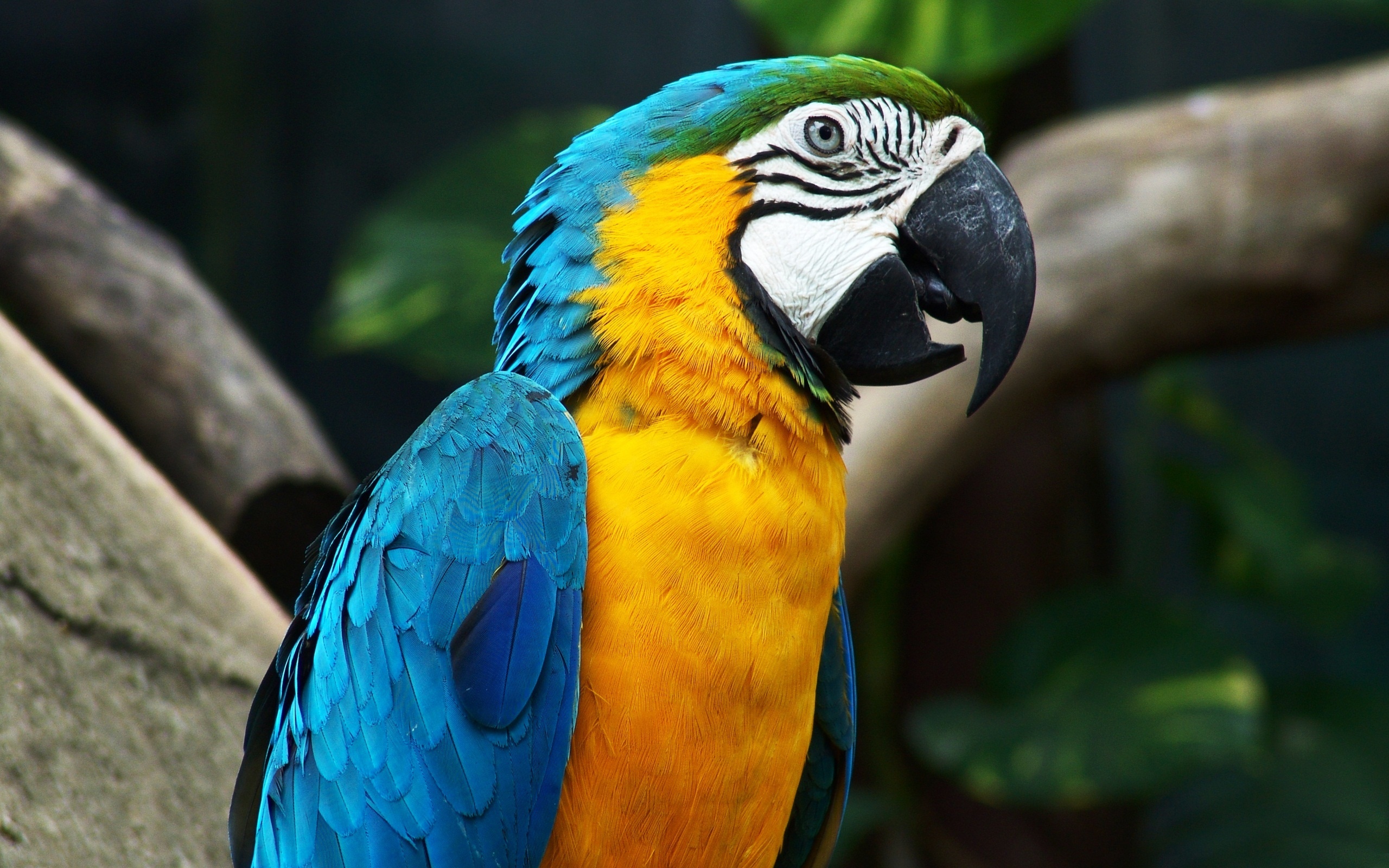 Lovely Macaw Parrot