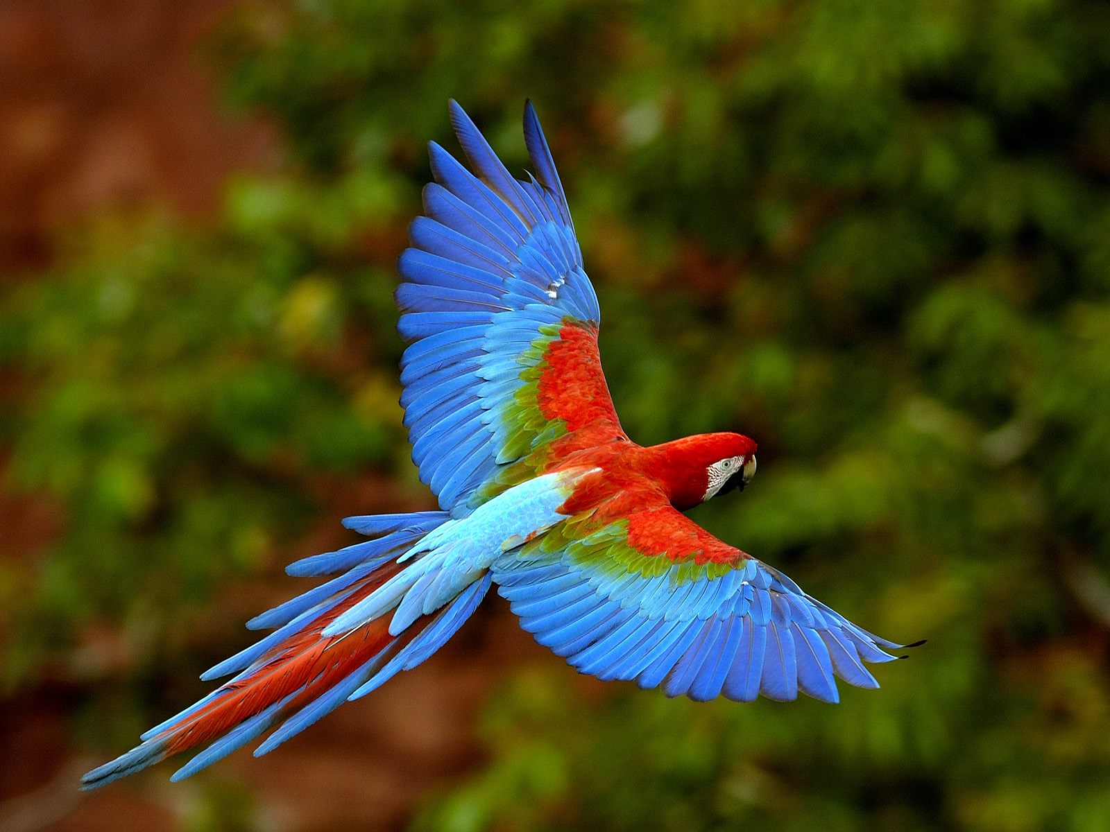 Scarlet and Blue Macaw