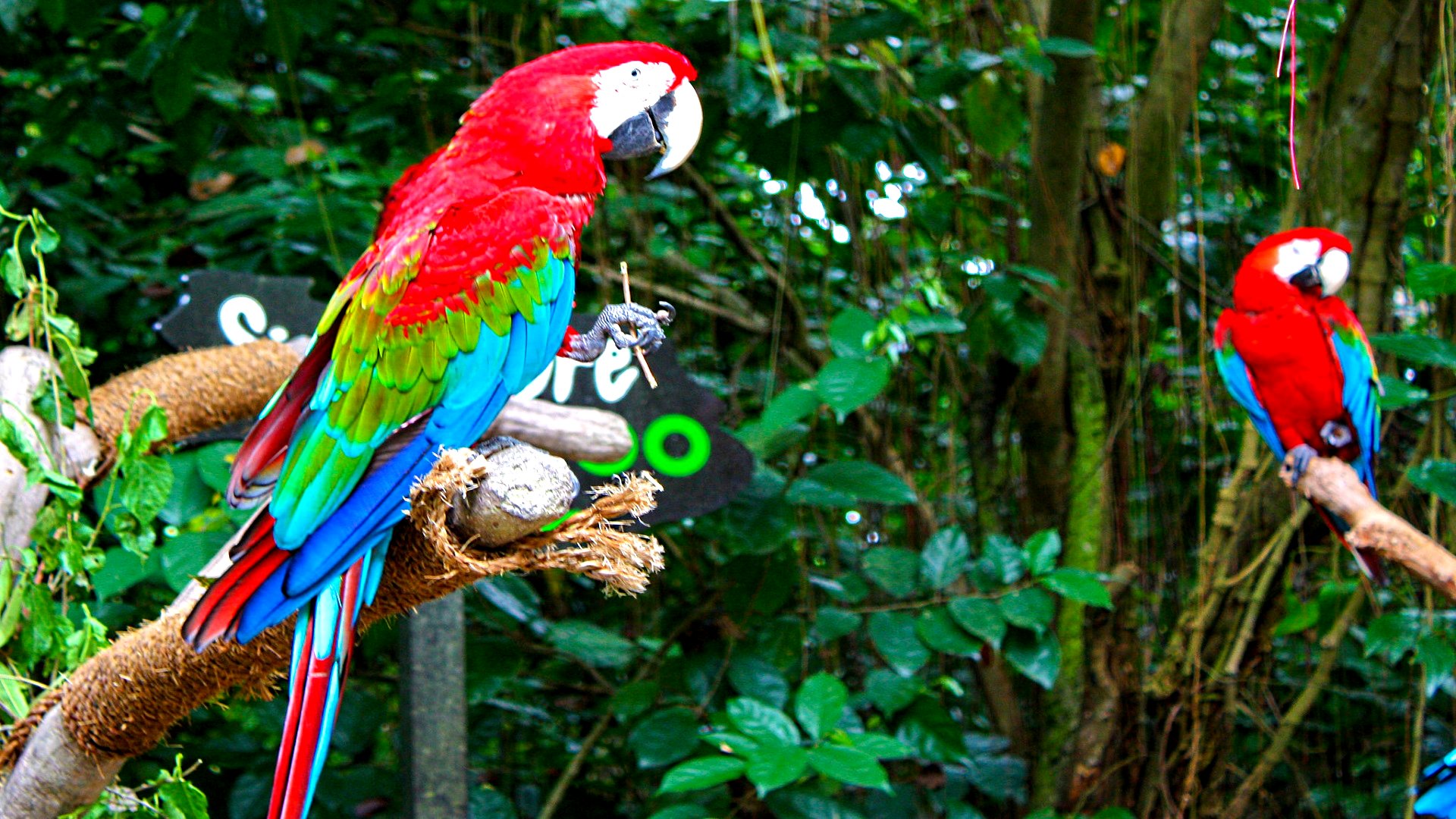 Animal - Red-and-green Macaw Wallpaper